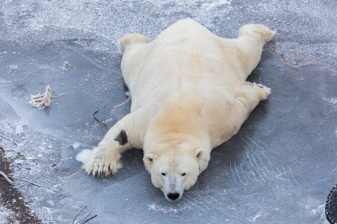 Bus to Ranua Zoo from Rovaniemi - Who Will Love This Tour?