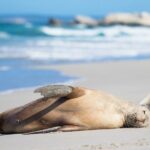 Bush and Bay in a Day - Frequently Asked Questions