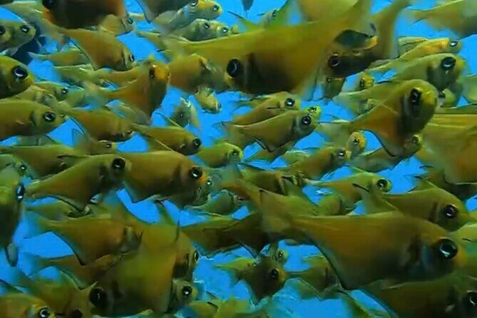 Busselton Jetty and Underwater Sculptures Snorkel Boat Tour - Who Will Love This Tour?