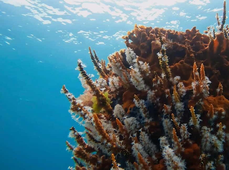 Busselton: Jetty Discover Scuba Diving Experience - A Closer Look at the Experience