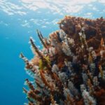 Busselton: Jetty Scuba Dive Tours with Underwater Sculptures - Practical Considerations and Tips