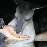 Busselton: Nocturnal Animal Tour - What Makes This Tour Stand Out?