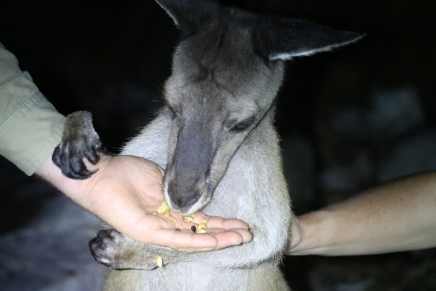 Busselton: Nocturnal Animal Tour - What Makes This Tour Stand Out?