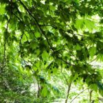 Butterfly Valley & Wine, Olive Oil, Honey Tasting Tour (Small Group) - Exploring Rhodes’ Natural and Culinary Treasures