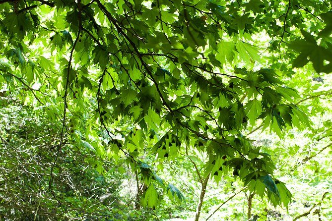 Butterfly Valley & Wine, Olive Oil, Honey Tasting Tour (Small Group) - Exploring Rhodes’ Natural and Culinary Treasures