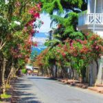Buyukada Princes Island Guided Day Tour with lunch from Istanbul - Authentic Experiences and Authentic Challenges