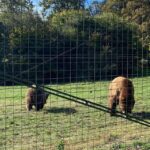 BV05-Private Hiking Tour and Bear Watching: Piatra Craiului - A Deep Dive into the Experience