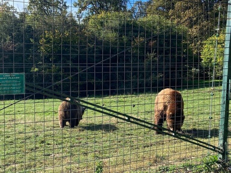 BV05-Private Hiking Tour and Bear Watching: Piatra Craiului - A Deep Dive into the Experience