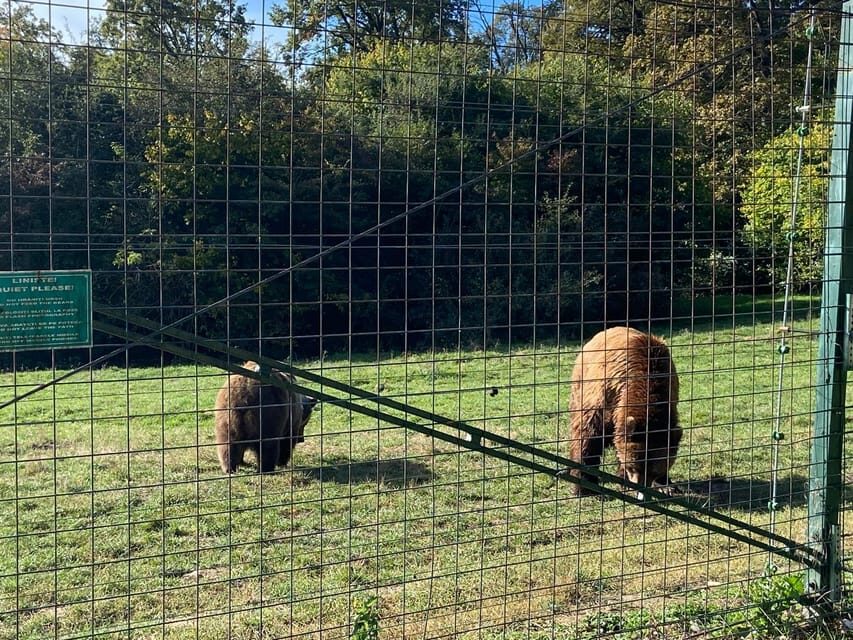 BV05-Private Hiking Tour and Bear Watching: Piatra Craiului - A Deep Dive into the Experience