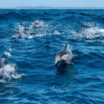 Byron Bay: Cruise with Dolphins Tour - Who Should Consider This Tour?