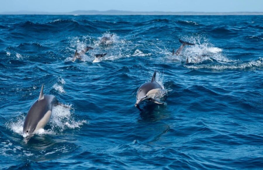 Byron Bay: Cruise with Dolphins Tour - Who Should Consider This Tour?