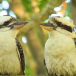 Byron Bay: Full-Day Wildlife Safari - Exploring the Itinerary in Detail