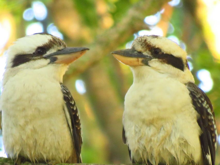 Byron Bay: Full-Day Wildlife Safari - Exploring the Itinerary in Detail