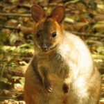 Byron Bay: Nighttime Nature Walk with Night Vision Goggles - A Deep Dive into the Night Vision Walk in Byron Bay