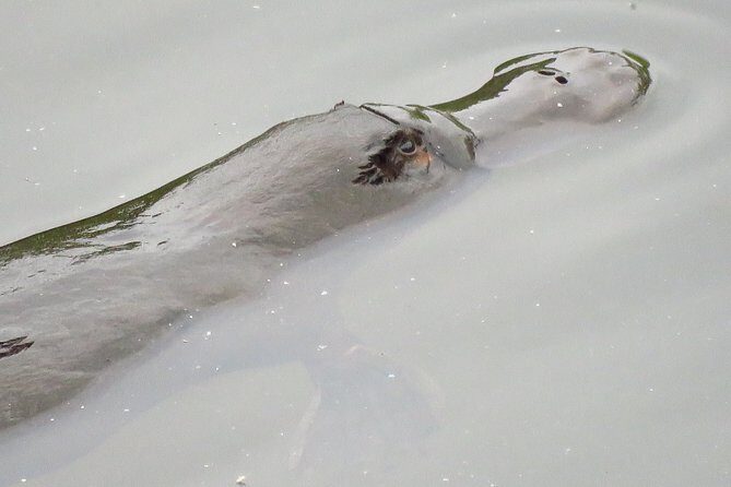 Byron Bay Platypus Walk - Who Will Love This Tour?