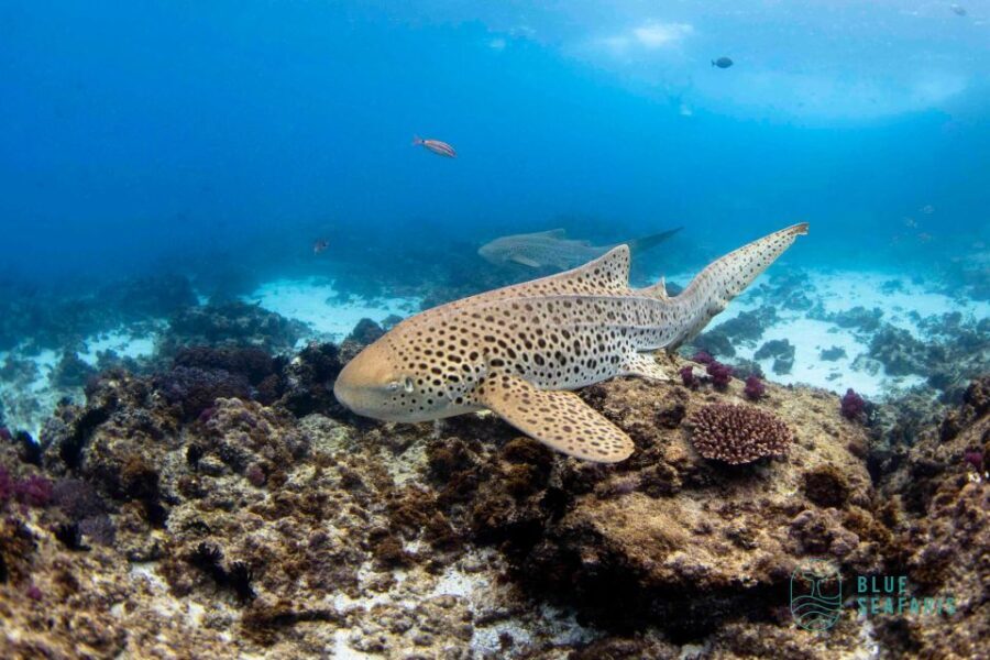 Byron Bay: Snorkelling Tour of Julian Rocks "Nuthungulli" - The Value of the Experience