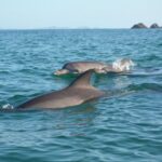 Byron Bay: The Byron Bay Sea Kayak Tour - Who Will Love This Tour?
