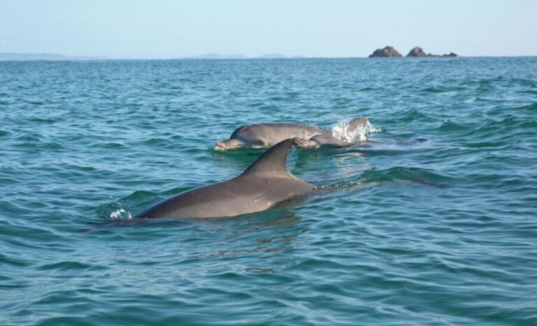 Byron Bay: The Byron Bay Sea Kayak Tour - Who Will Love This Tour?
