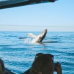 Byron Bay: Whale Watching Cruise with a Marine Biologist - Key Points