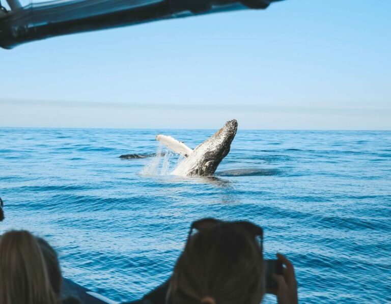 Byron Bay: Whale Watching Cruise with a Marine Biologist - Key Points