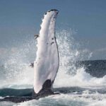 Byron Bay Whale Watching with Marine Biologist - The Value of This Experience