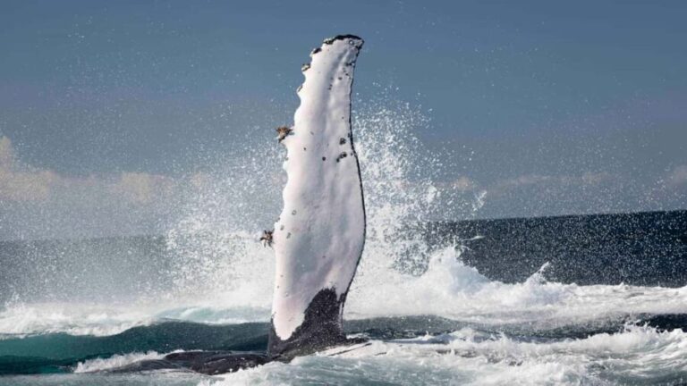 Byron Bay Whale Watching with Marine Biologist - The Value of This Experience