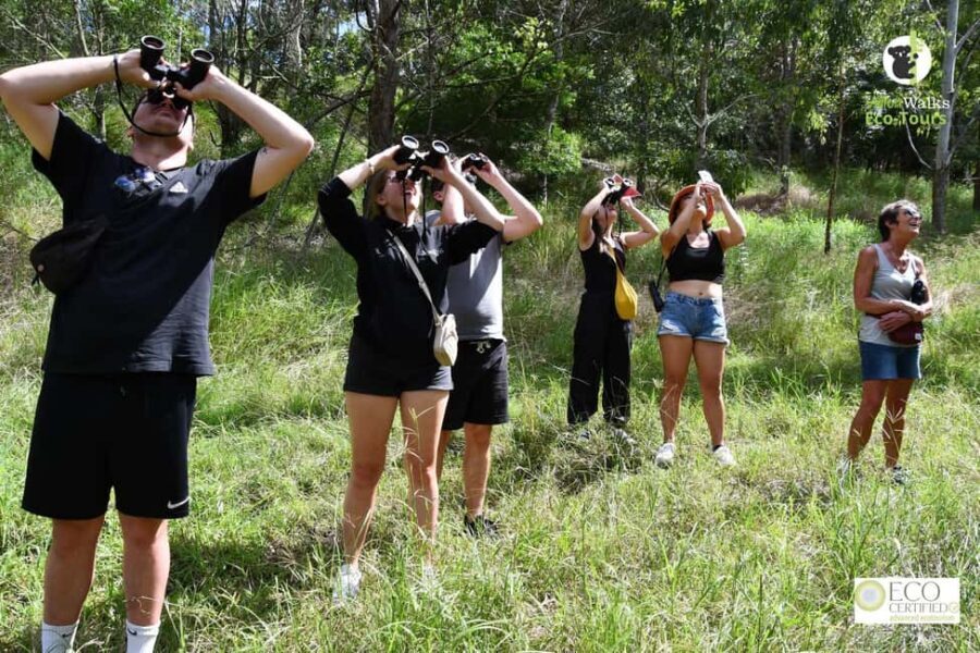 Byron Bay Wild Koala Tour - Who Should Take This Tour?