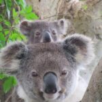 Byron Bay Wildlife Safari - Potential Drawbacks and Considerations