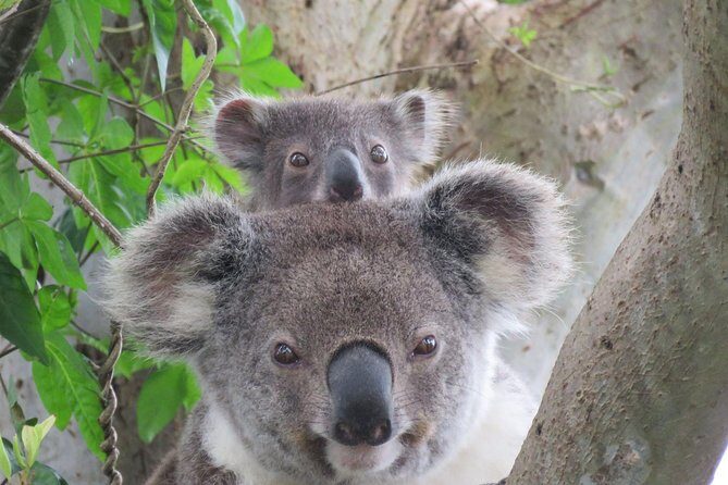 Byron Bay Wildlife Safari - Potential Drawbacks and Considerations