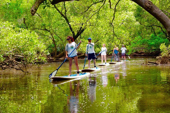 Byron Stand Up Paddle Nature Tour - A Closer Look at the Byron Stand Up Paddle Nature Tour