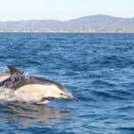 Cabanas de Tavira: Dolphin Watching Boat Tour - The Experience in Detail
