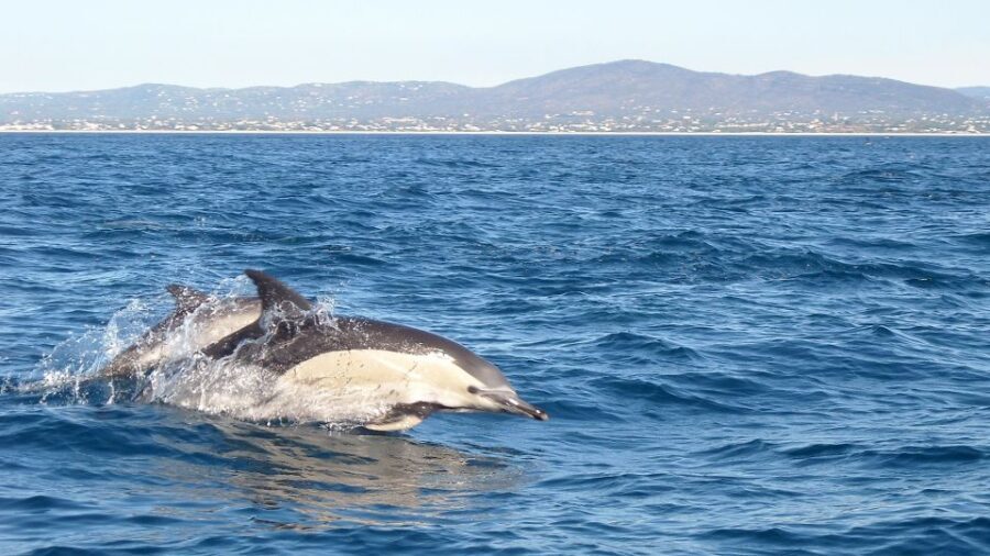Cabanas de Tavira: Dolphin Watching Boat Tour - The Experience in Detail