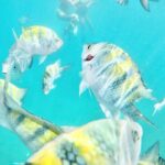 Cabo Blue Snorkeling Cruise, Open Bar and Lunch in Cabo San Lucas - Final Thoughts