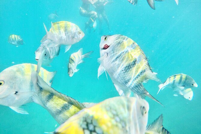 Cabo Blue Snorkeling Cruise, Open Bar and Lunch in Cabo San Lucas - Final Thoughts