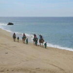 Cabo: Camel Ride On The Beach - Who Will Enjoy This Tour?