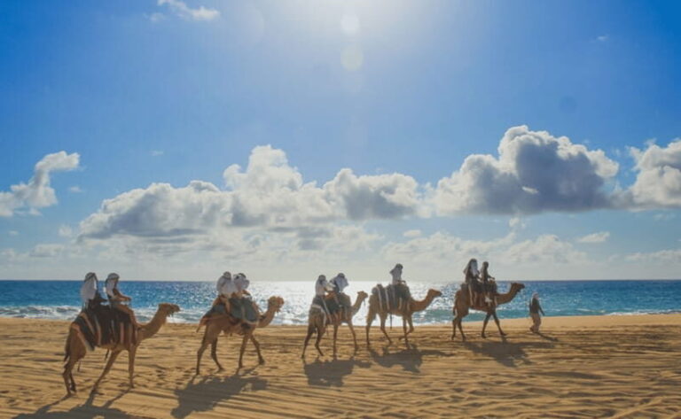 Cabo: Camel Safari Adventure with Tacos - The Sum Up