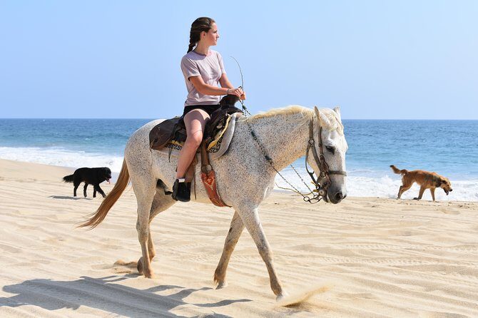 Cabo Desert Off-Road & Beach Horseback Combo and Tequila Tasting
