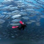 Cabo Pulmo Diving Adventure - Who Should Consider This Tour?
