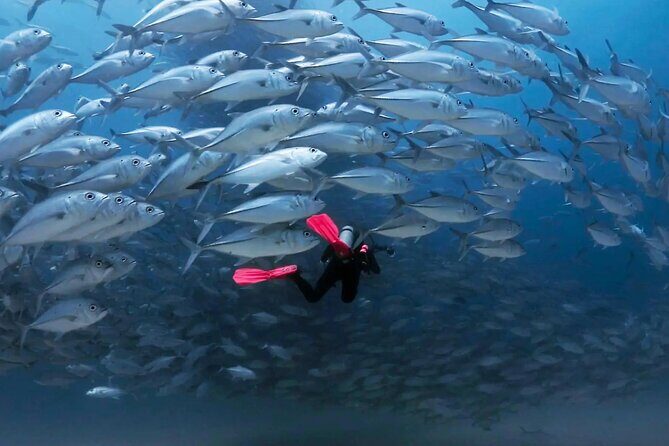 Cabo Pulmo Diving Adventure - Who Should Consider This Tour?