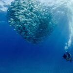 Cabo Pulmo Marine Park: Scuba Diving Excursion - What Makes This Tour Special