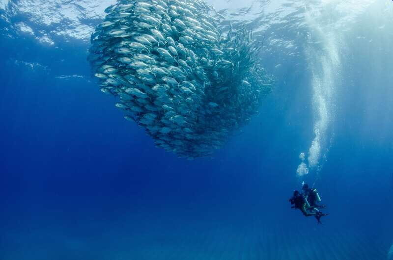 Cabo Pulmo Marine Park: Scuba Diving Excursion - What Makes This Tour Special