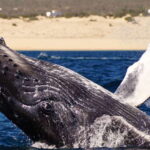 Cabo San Lucas: 2.5-Hour Whale Watching Tour - What to Expect on the Tour