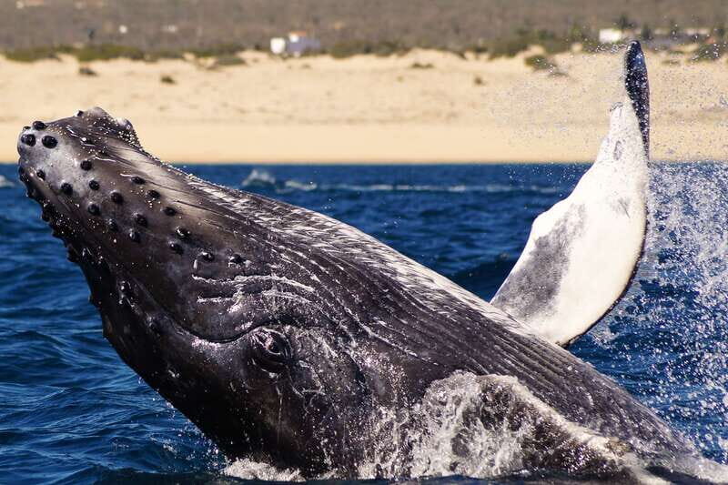 Cabo San Lucas: 2.5-Hour Whale Watching Tour - What to Expect on the Tour