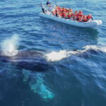 Cabo San Lucas: 2-Hour Whale Watching Adventure - Who Will Love This Tour?