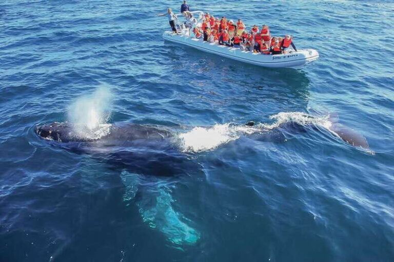 Cabo San Lucas: 2-Hour Whale Watching Adventure - Who Will Love This Tour?