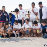 Cabo San Lucas: Baby Turtle Release Experience - The Sum Up
