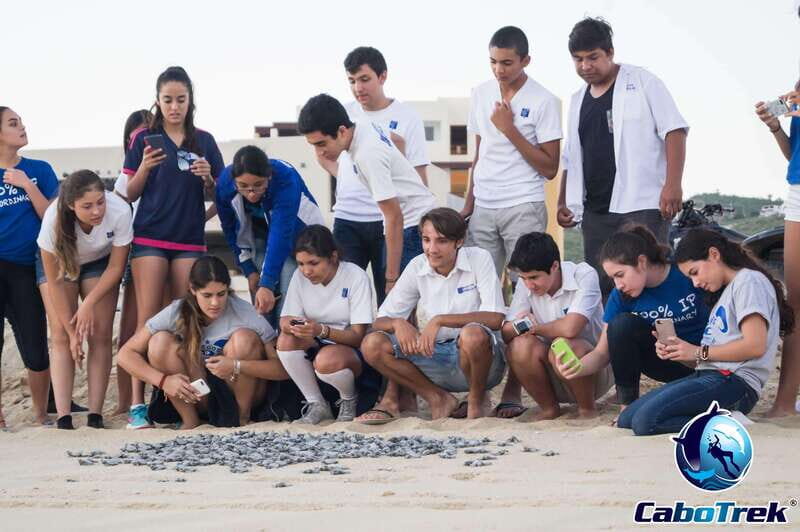 Cabo San Lucas: Baby Turtle Release Experience - The Sum Up