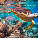 Cabo San Lucas: Cabo Pulmo Snorkeling Expedition - A Detailed Look at the Cabo Pulmo Snorkeling Expedition