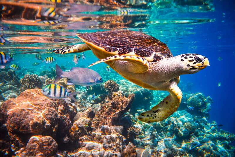 Cabo San Lucas: Cabo Pulmo Snorkeling Expedition - A Detailed Look at the Cabo Pulmo Snorkeling Expedition