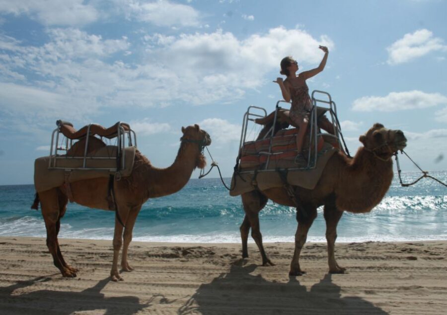 Cabo San Lucas: Combo Vehicle plus Camel or Horse Tour - Why This Tour Offers Good Value